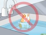 以Give Your Hamster a Bath Step 1为标题的图片